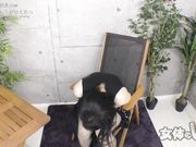 nyoshin_n1740りょうこ  わたしにちんこが生えたら