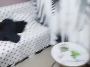 专业设备改装 视角独特 帝都楼凤终结者 身临其境看白臀美乳抽插细节真是高手