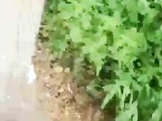 姐妹俩公园勾搭 极品美乳 露脸口交幽静小路上后入 紧张刺激玩得就是心跳