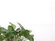 女戏精全程露脸激情啪啪情趣白丝口交大鸡巴