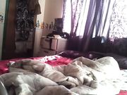 华裔眼镜小哥和逼逼很肥美的丰满女炮友在宿舍啪啪用套套机换了两次避孕套