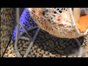 瘦小的老婆躺在吊椅里面被我操